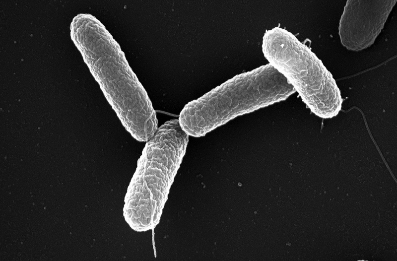 Bacteria Salmonella entérica. Foto: Wikipedia